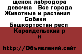 щенок лабродора девочка - Все города Животные и растения » Собаки   . Башкортостан респ.,Караидельский р-н